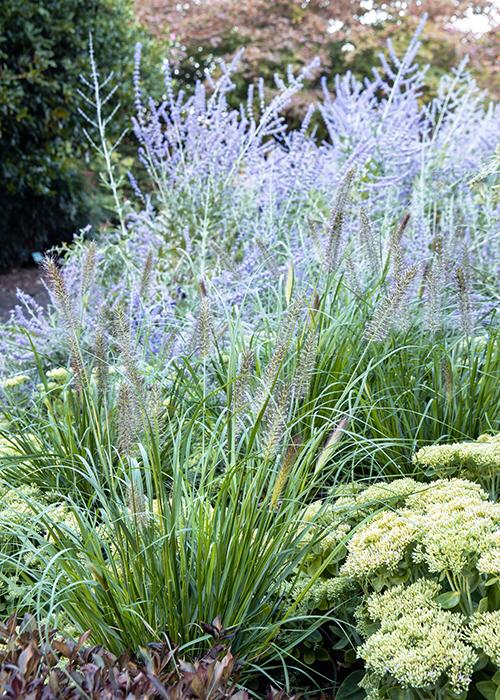 sedum and russian sage in a pollinator border