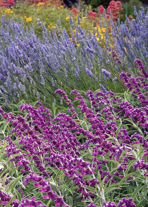 purple mexican bush sage flowers in foreground, lavender in background