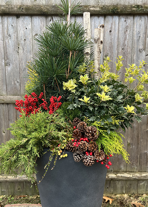 red and green plants in holiday container