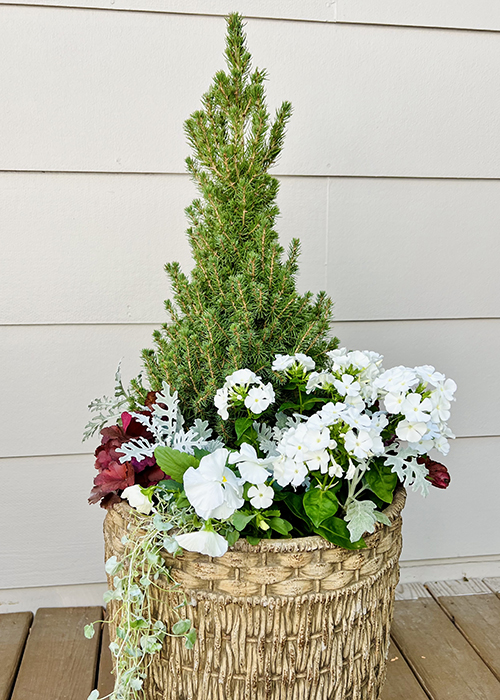 holiday container with spruce tree and white flowers