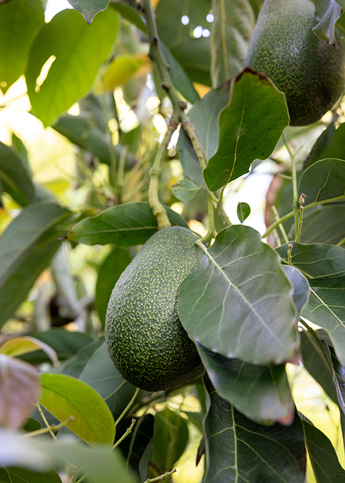 avocados on trees