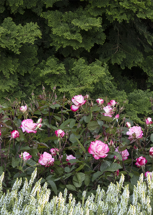 bicolor pink roses in layered border in front of evergreen hedge