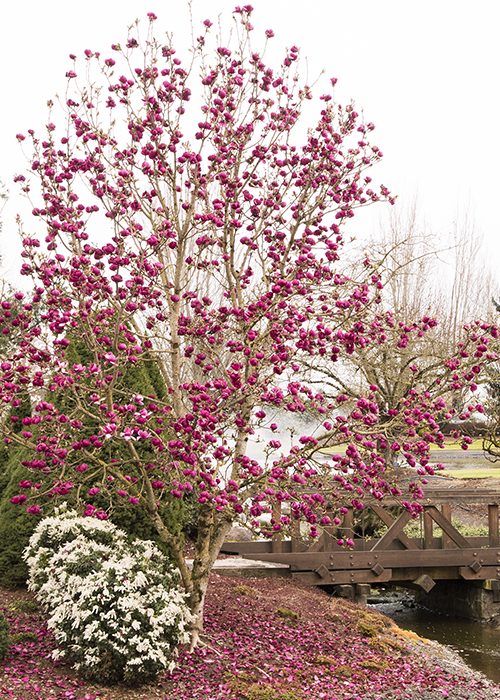 magnolia tree with dark pink flowers