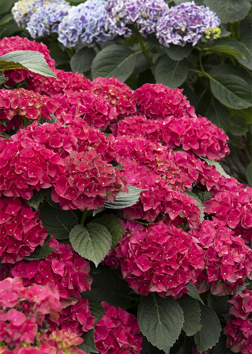 dark pink flowers on cape hatteras hydrangea