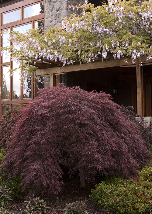 crimson queen japanese maple in the landscape