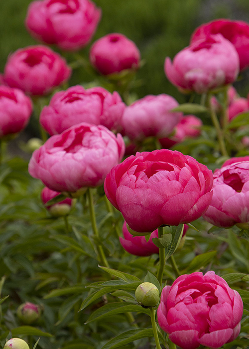 deep pink cytherea peony