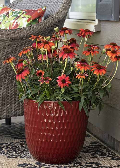 red fiesta coneflower in container with grass in container behind it