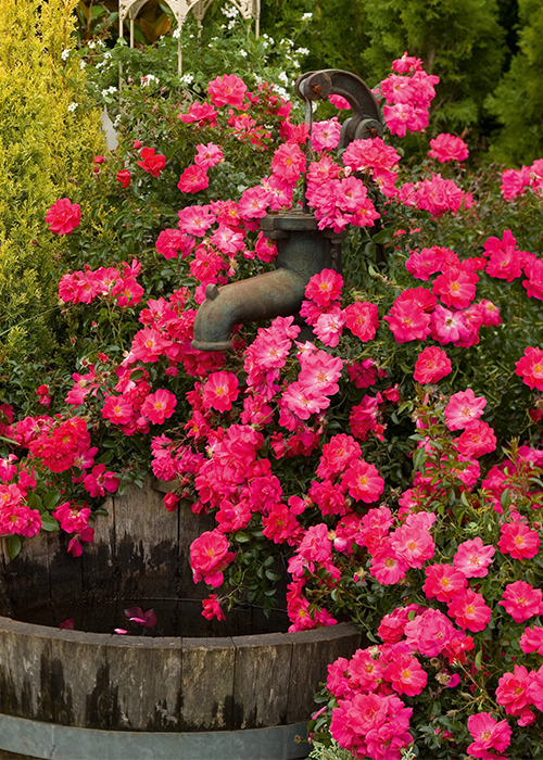 flower carpet pink supreme rose