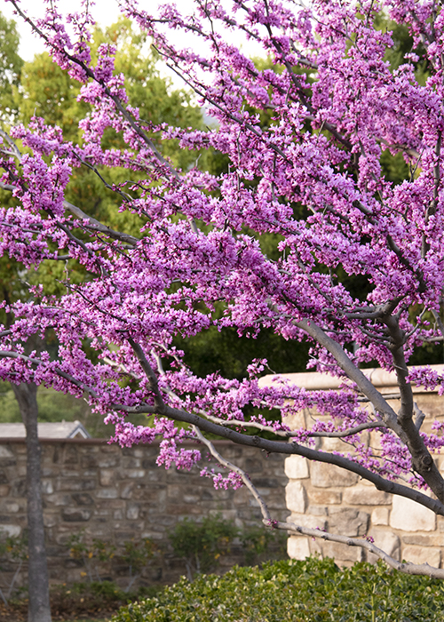 forest pansy redbud tree has purple flowers