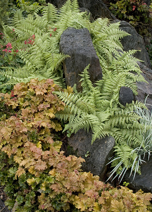 ferns and coral bells growing around rocks