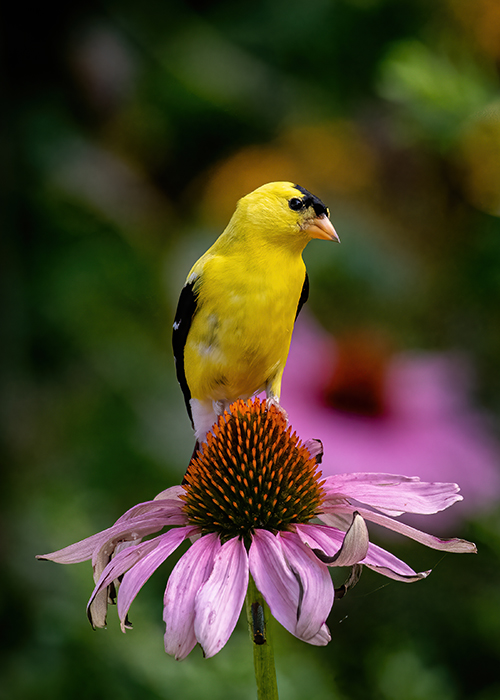 goldfinch on coneflower