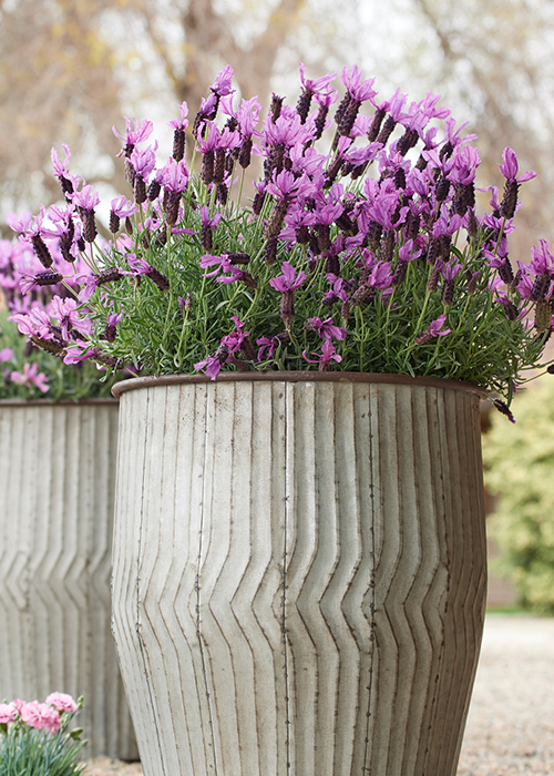 javelin forte purple lavender flowers in silver container