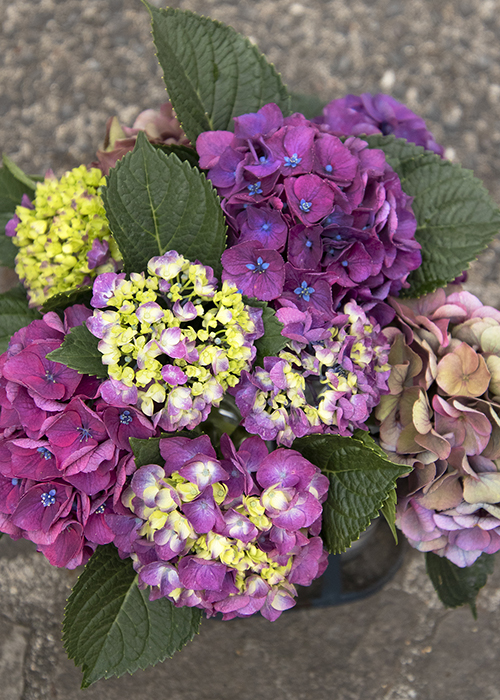 purple hydrangea flowers in vase