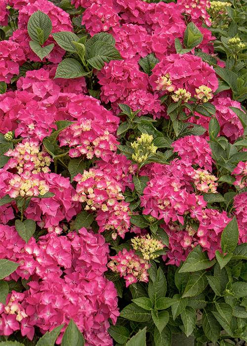 bright pink hydrangea