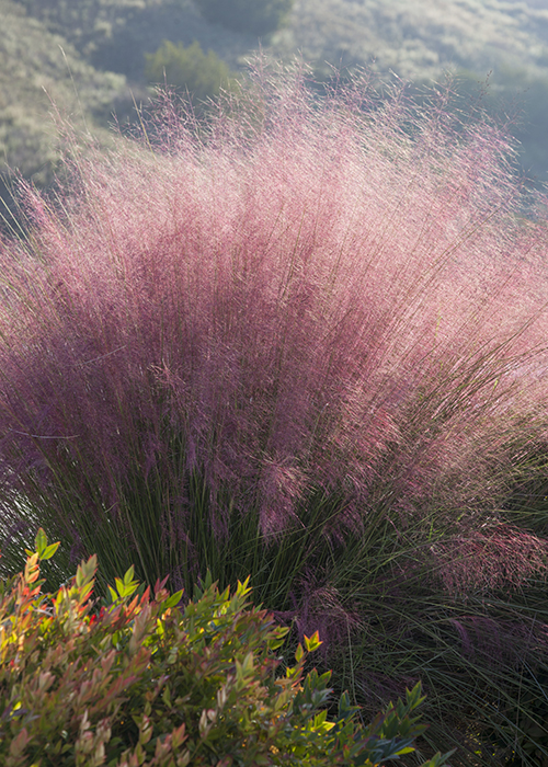 plumetastic pink muhly grass in landscape