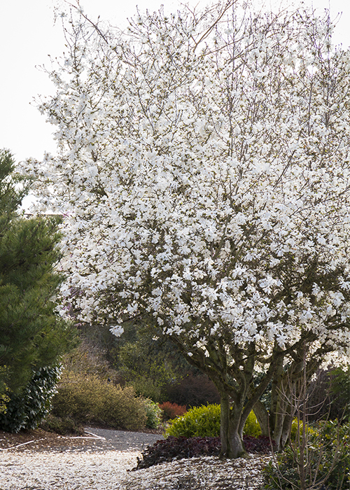 small magnolia tree with star-like, white flowers