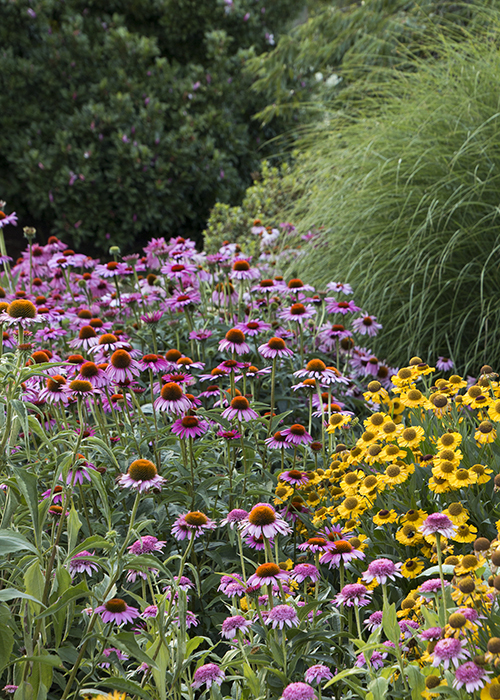 purple coneflowers with helenium in border