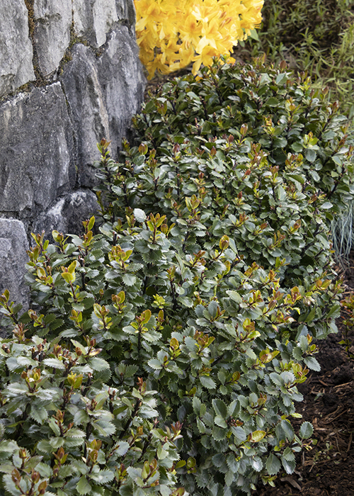 hollies planted in front of stone wall