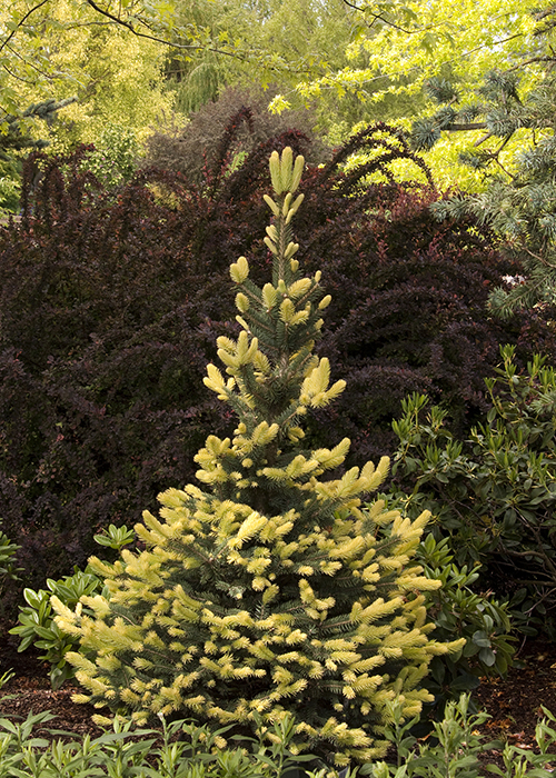 sparkler blue spruce in landscape