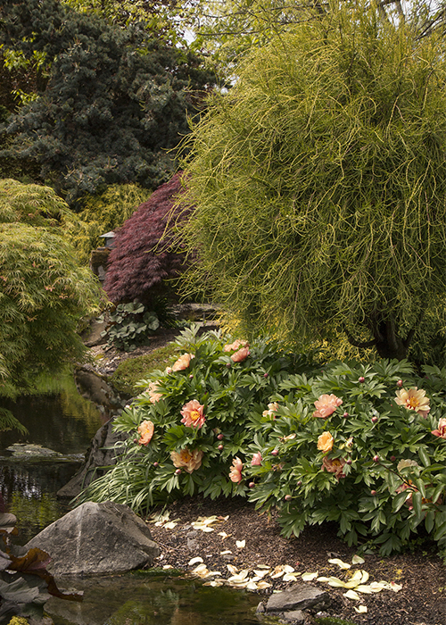 threadleaf arborvitae and peonies