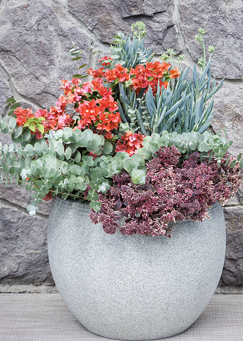 orange king bougainvillea in a container with grey-green foliage succculents