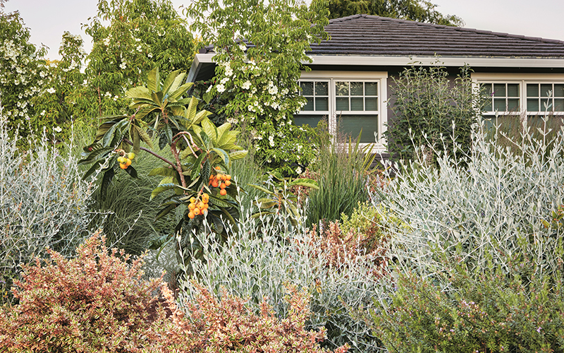 soft, silvery low maintenance front yard