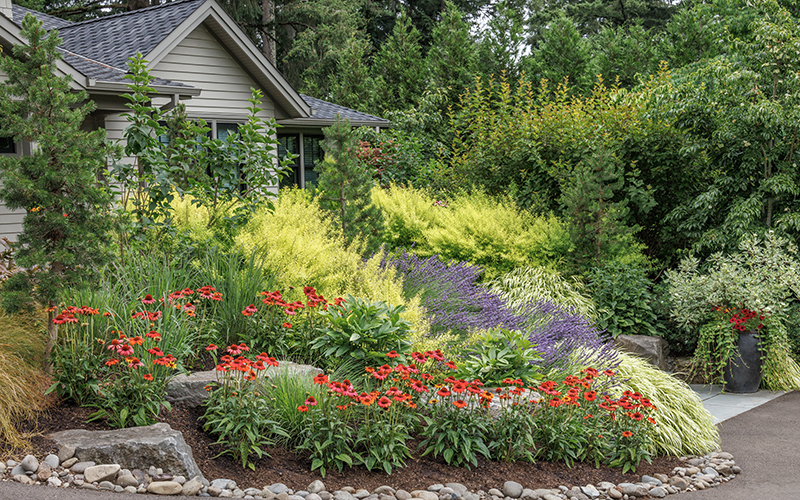 red coneflowers and lavender in front of house