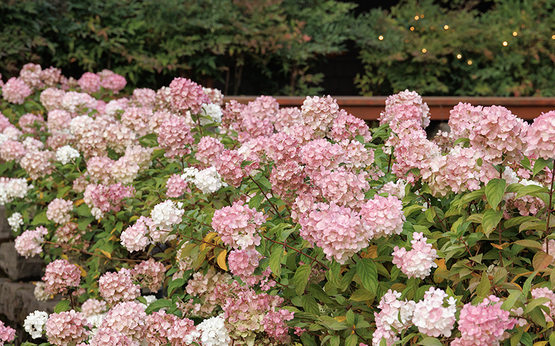 strawberry shake hydrangea hedge