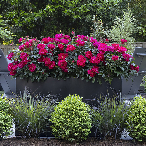 pink roses in black container