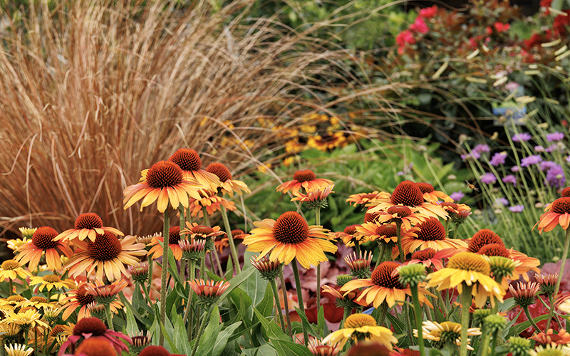 prima tiger echinacea in border with grass