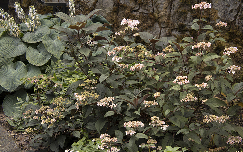 plum passion hydrangea in a shady garden