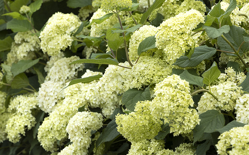 white flowers of seaside serenade bar harbor hydrangea