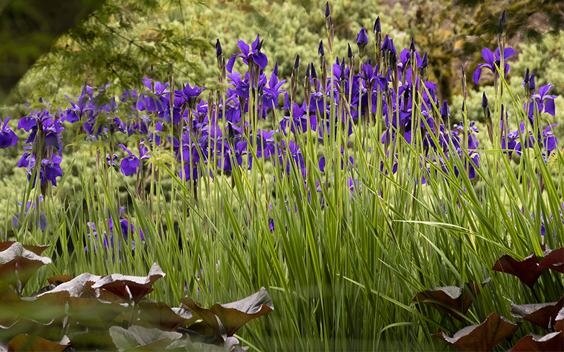 iris and lungularia in rain garden