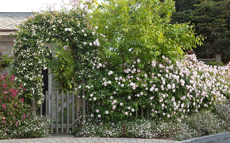 cecile brunner climbing rose growing over a garden gate