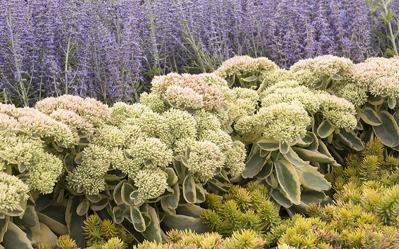 russian sage and sedum