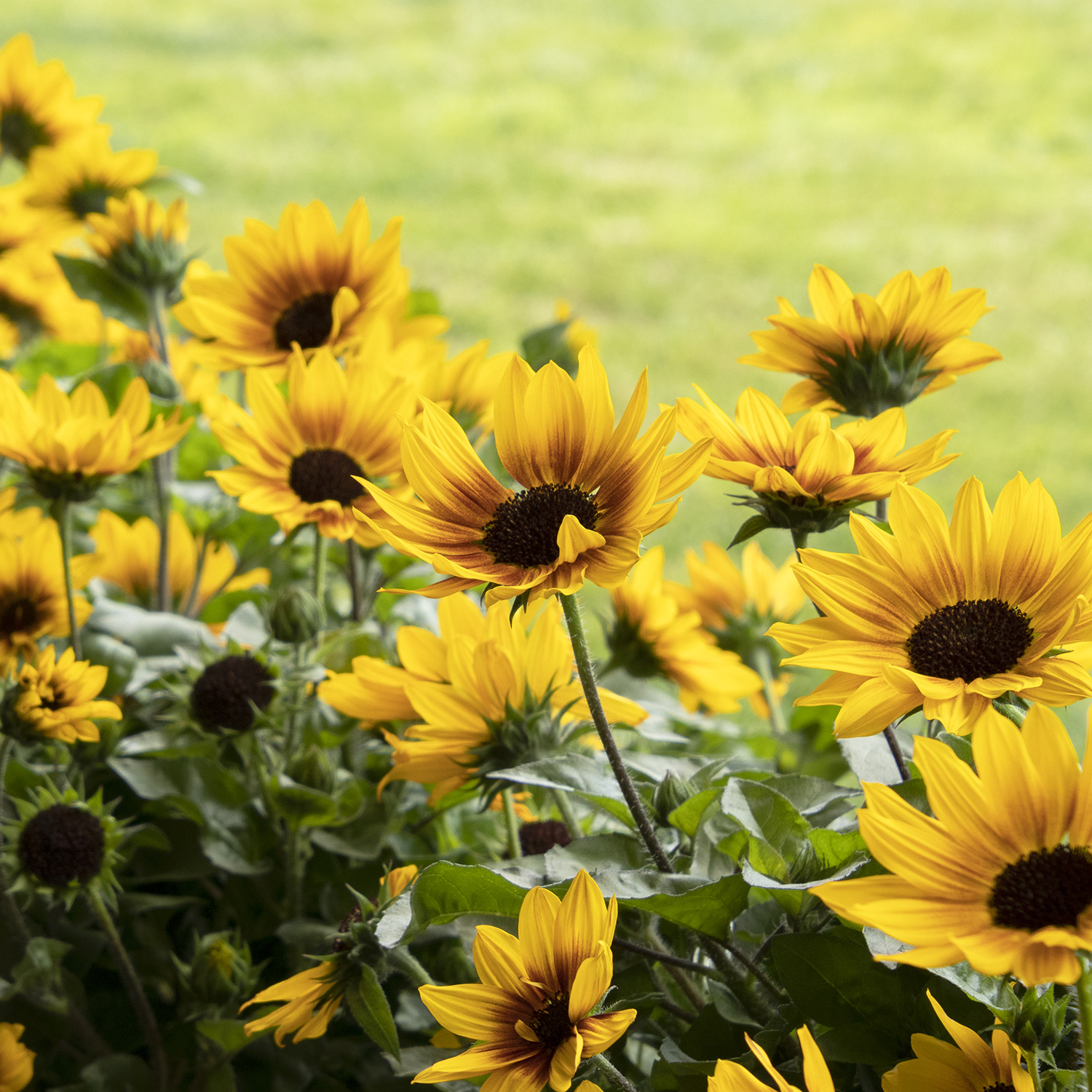 sunbelievable sunflowers