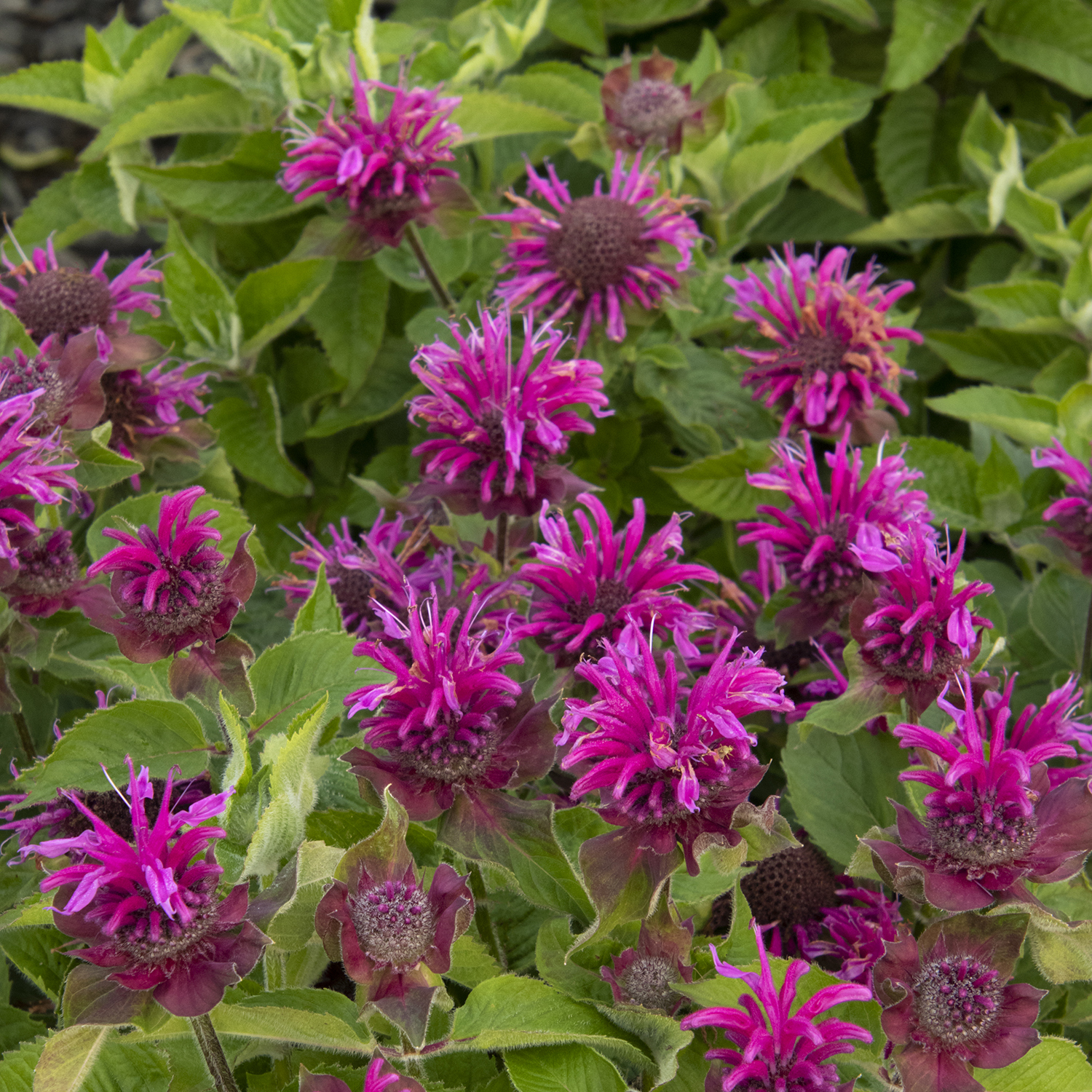 violet-purple monarda flowers