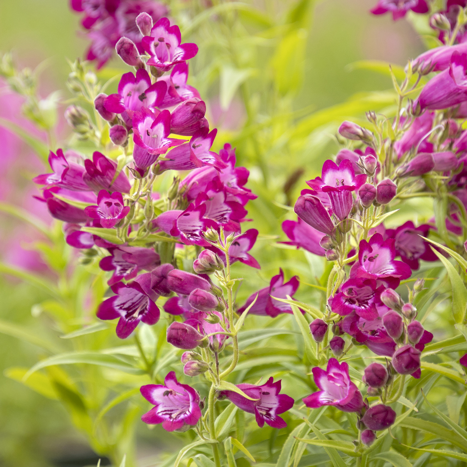 magenta penstemon flowers