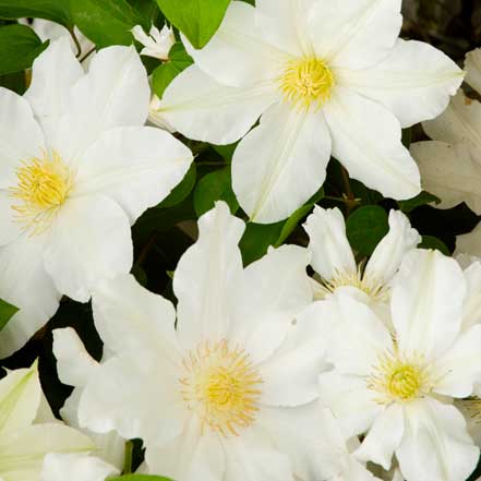 white clematis flowers