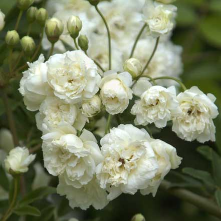 White Lady Banks Climbing Rose