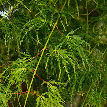 fine foliage on seiryu Japanese maple leaves