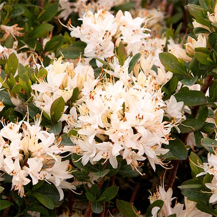 white azalea flowers