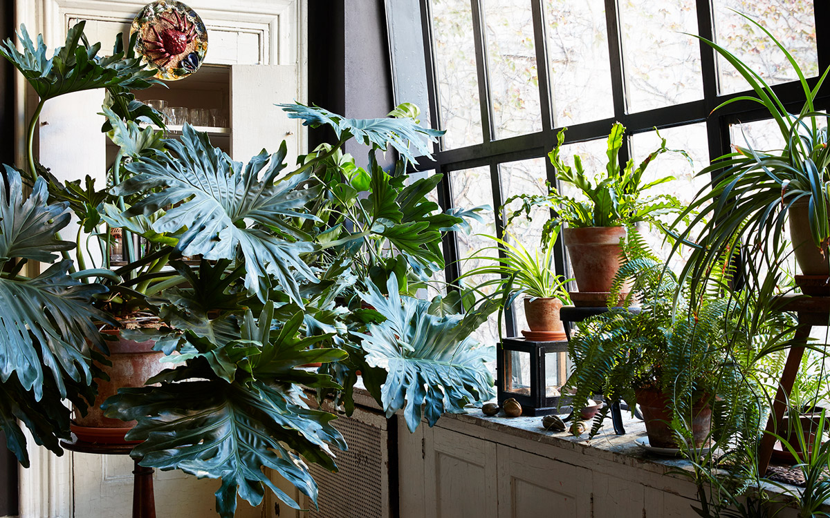 Indoor Conservatory modern800x500