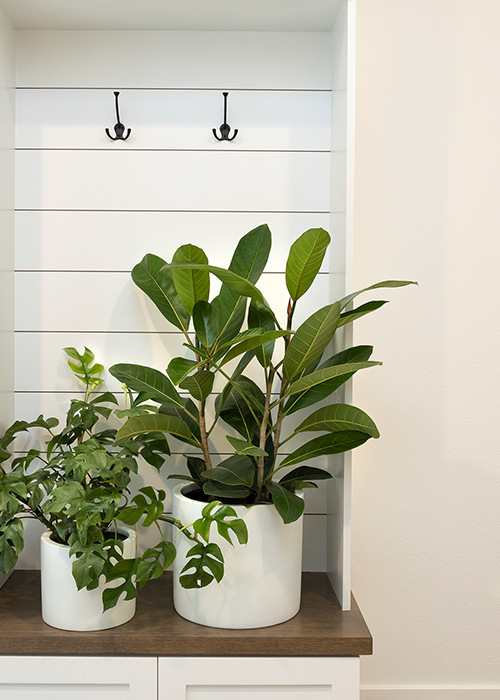 ginny mini monstera and ficus houseplants on kitchen counter