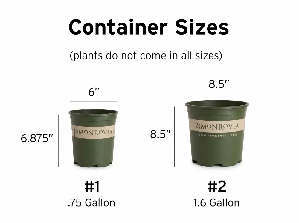 Container Sizes